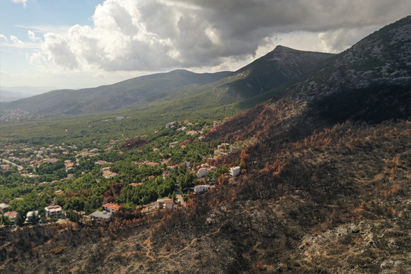 Πάρνηθα: Το καμένο δάσος προσπαθεί να κλείσει τις πληγές του