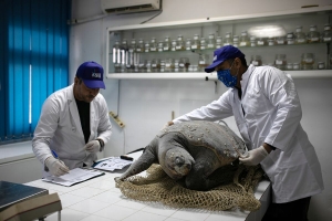 Αποστολή στην Τυνησία: Σώζοντας δελφίνια, χελώνες και άλλα ευάλωτα είδη με το πρόγραμμα MedBycatch